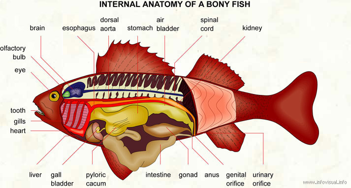 Internal anatomy of a bony fish